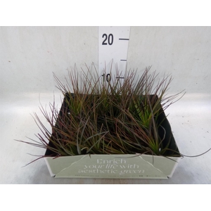 Tillandsia