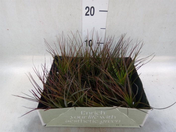 <h4>Tillandsia</h4>