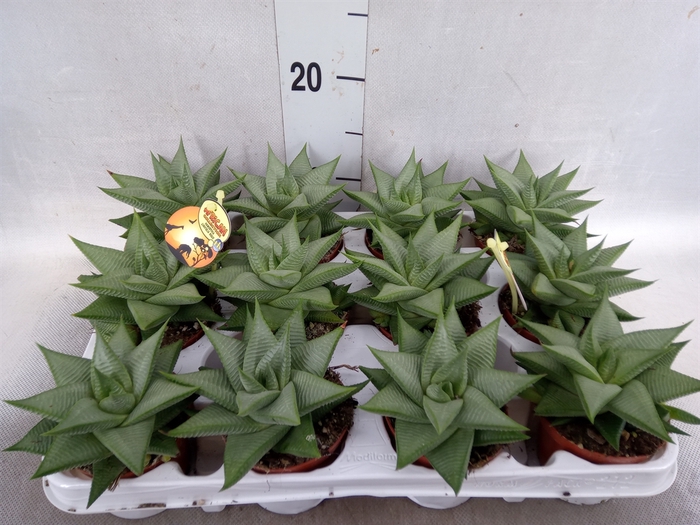 <h4>Haworthia limifolia 'Roux'</h4>