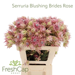 Serruria Blushing Brides Rose 10+ Flwrs