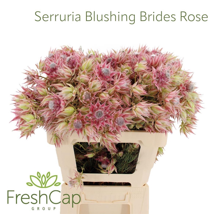 <h4>Serruria Blushing Brides Rose 10+ Flwrs</h4>