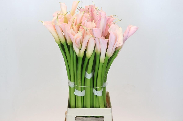 <h4>Zantedeschia Eydolls Salmon</h4>