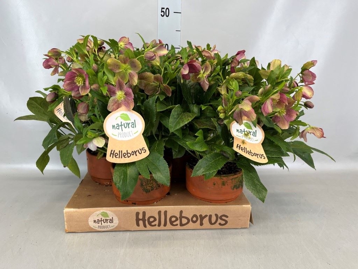 <h4>Helleborus x hybr. 'Viv Victoria'</h4>