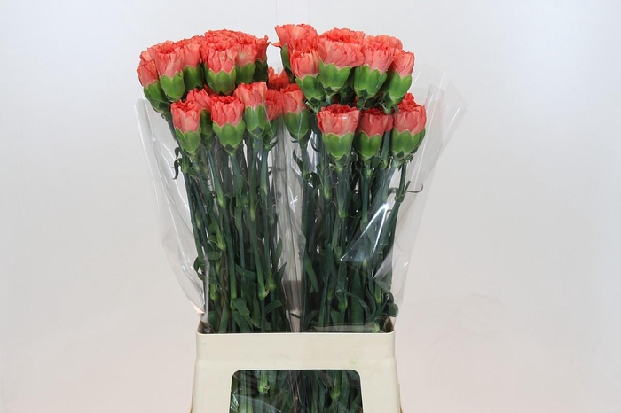 <h4>Dianthus St Arno</h4>