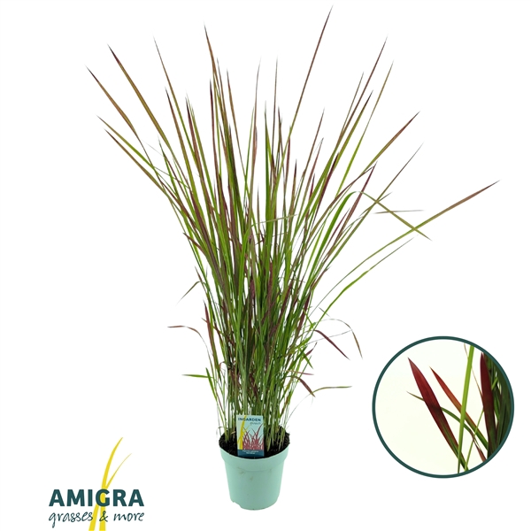 <h4>Imperata cylindrica 'Red Baron'</h4>