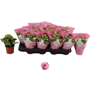 KAL GE ALANO BICOLOR