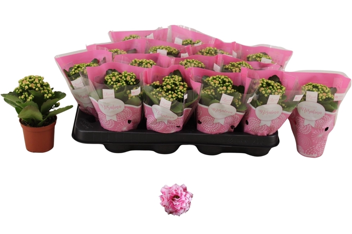 <h4>KAL GE ALANO BICOLOR</h4>