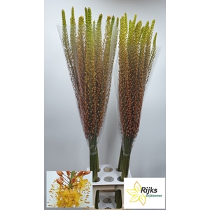 EREMURUS RUMBA