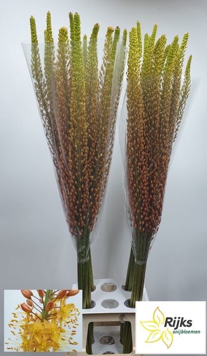 <h4>EREMURUS RUMBA</h4>