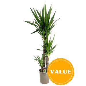 Yucca elephantipes 90-45-20 P24