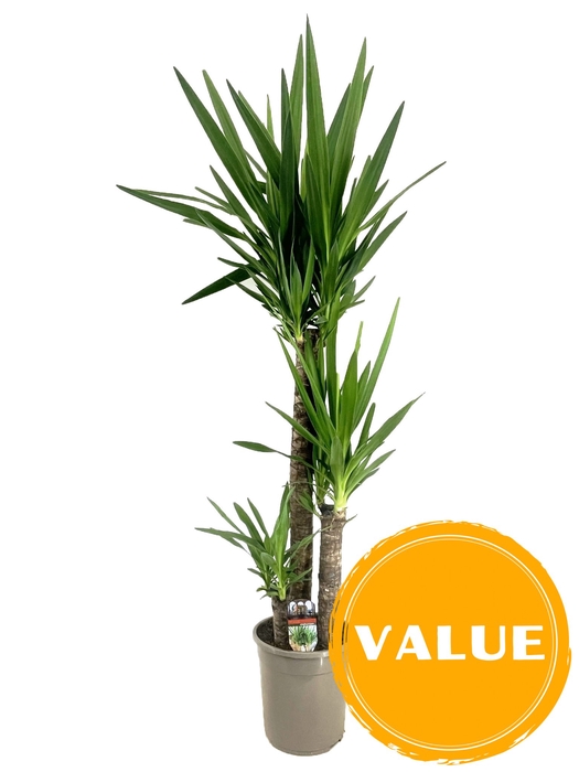 <h4>Yucca elephantipes 90-45-20 P24</h4>