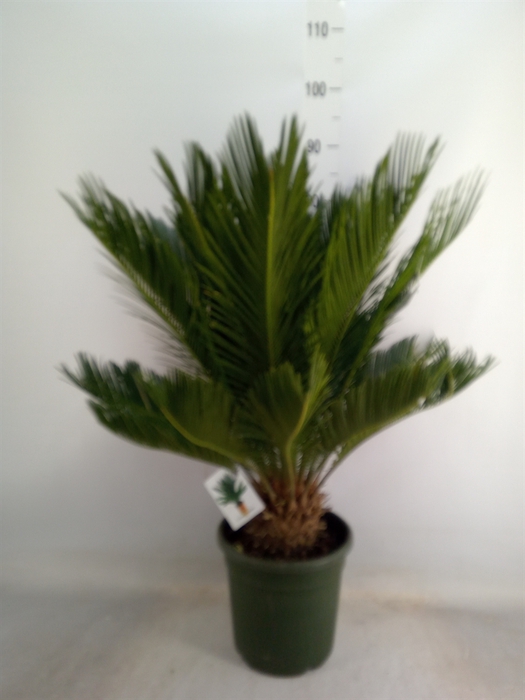 <h4>Cycas revoluta</h4>