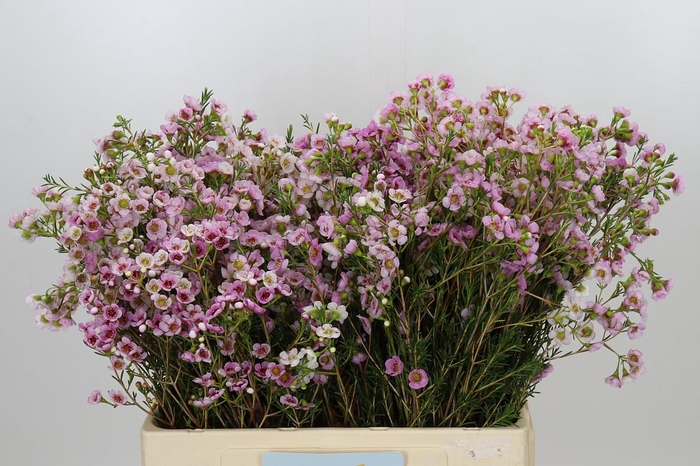 Chamelaucium Leilani