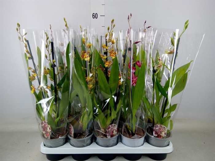 <h4>Cambria   ...mix</h4>