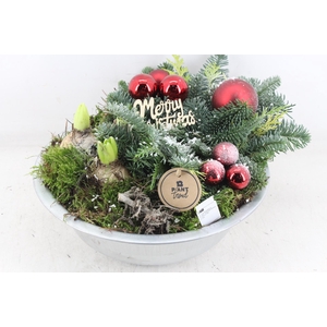 arr4 Hyacint PL - Zink schaal Kerst RED