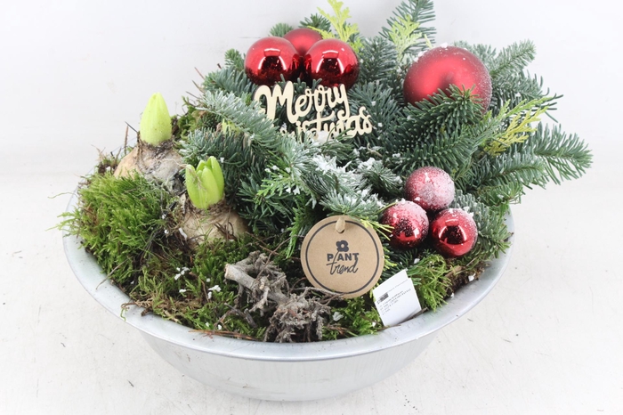 <h4>arr4 Hyacint PL - Zink schaal Kerst RED</h4>