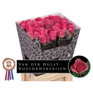 Rosa a grande fleur Kiss Me Kate