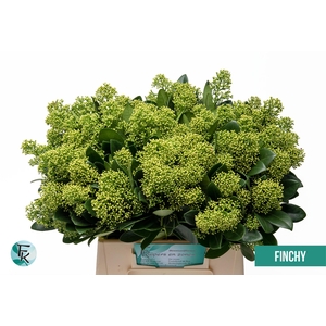 Skimmia magical finchy