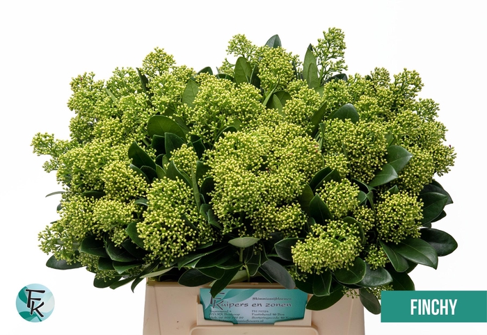 <h4>Skimmia magical finchy</h4>