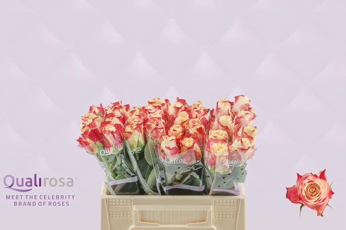 <h4>R Gr Chapeau</h4>