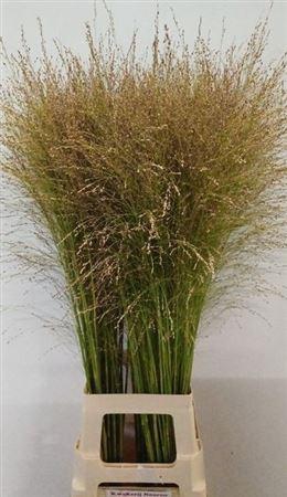 <h4>Siergras Panic Vi Thundercloud</h4>