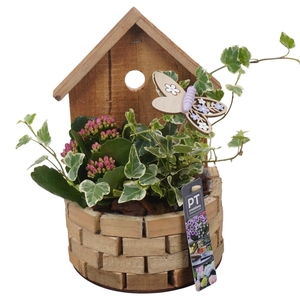 Arr.   Perkplanten L%