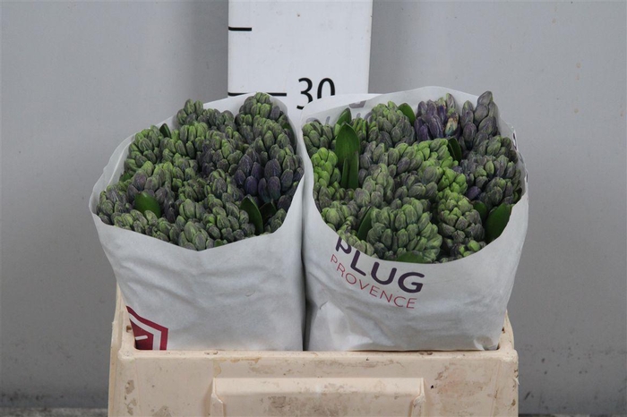 <h4>Hyac Delft Blue</h4>