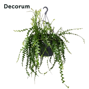 EPIPHYLLUM ANGULIGER