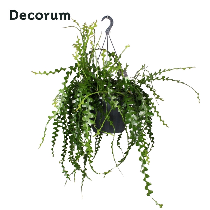 <h4>EPIPHYLLUM ANGULIGER</h4>