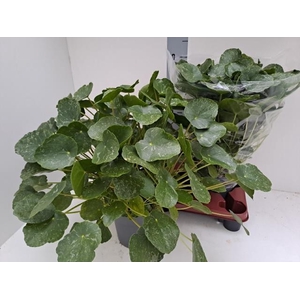 PILEA PEPEROMIOIDES