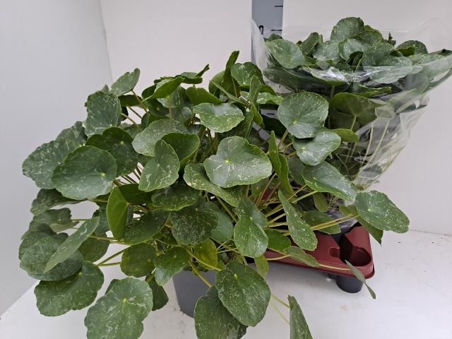 <h4>PILEA PEPEROMIOIDES</h4>