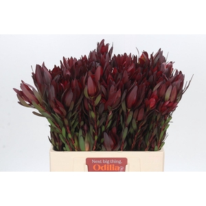 Leucadendron Safari Sunset Spray