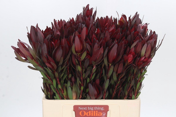 <h4>Leucadendron Safari Sunset Spray</h4>