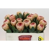Protea Grandicolor