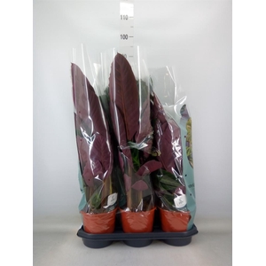 Calathea warscewiczii