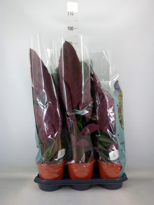 <h4>Calathea warscewiczii</h4>