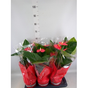 Anthurium andr. 'Turenza'