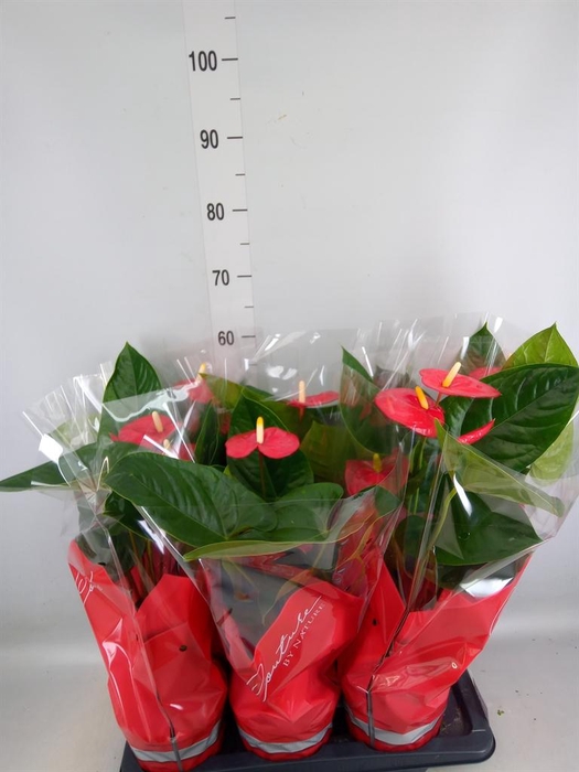 <h4>Anthurium andr. 'Turenza'</h4>