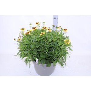 CORE GRANDIFLORA