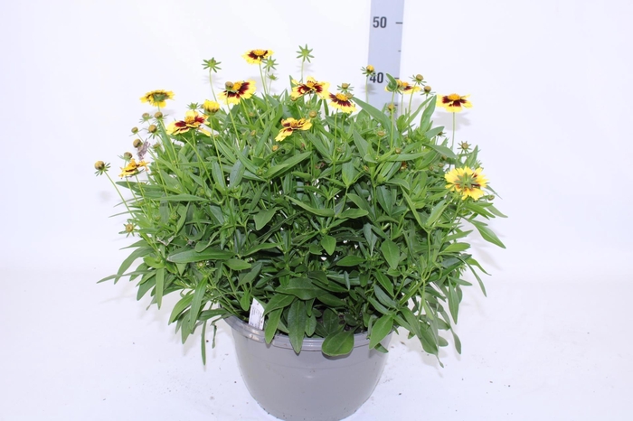 <h4>CORE GRANDIFLORA</h4>