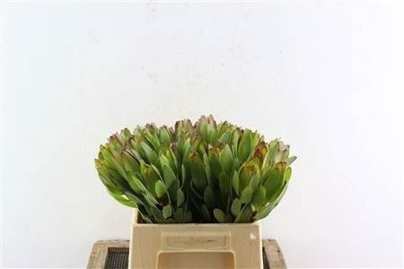 <h4>Leucad Safari Goldst</h4>