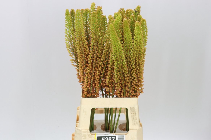 <h4>Eremurus Emmy-ro</h4>