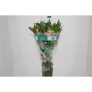 ALSTROEMERIA DUBAI 080 CM