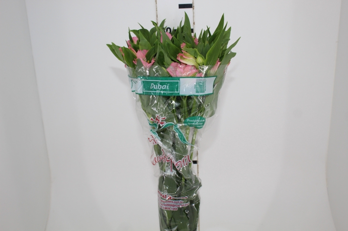 <h4>ALSTROEMERIA DUBAI 080 CM</h4>