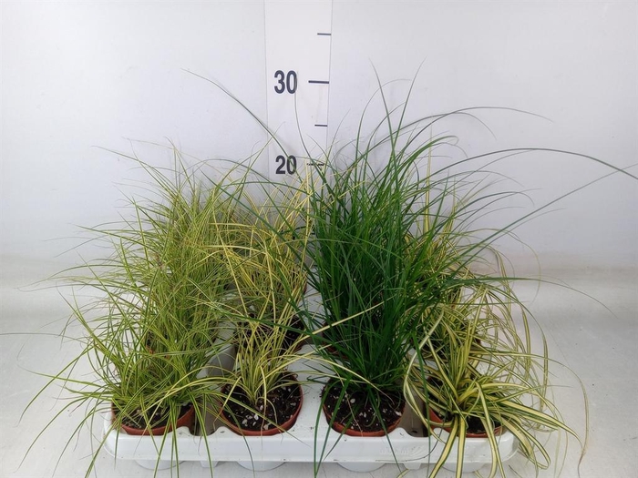 <h4>Carex   ...mix</h4>