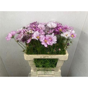 Cosmos Mix Pink