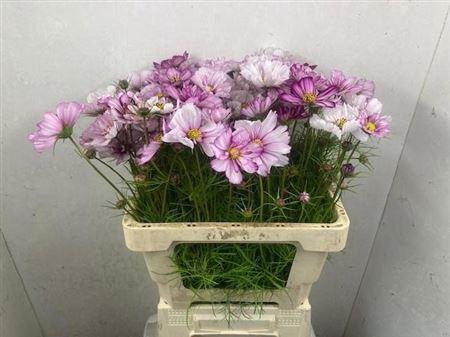 <h4>Cosmos Mix Pink</h4>