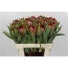 Protea Robijn