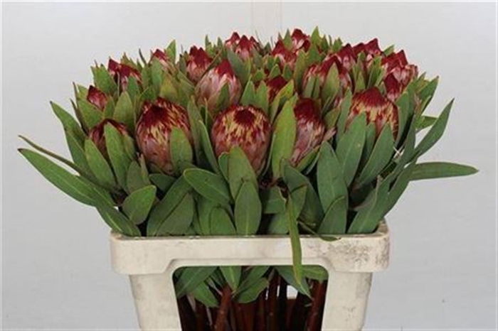 Protea Robijn