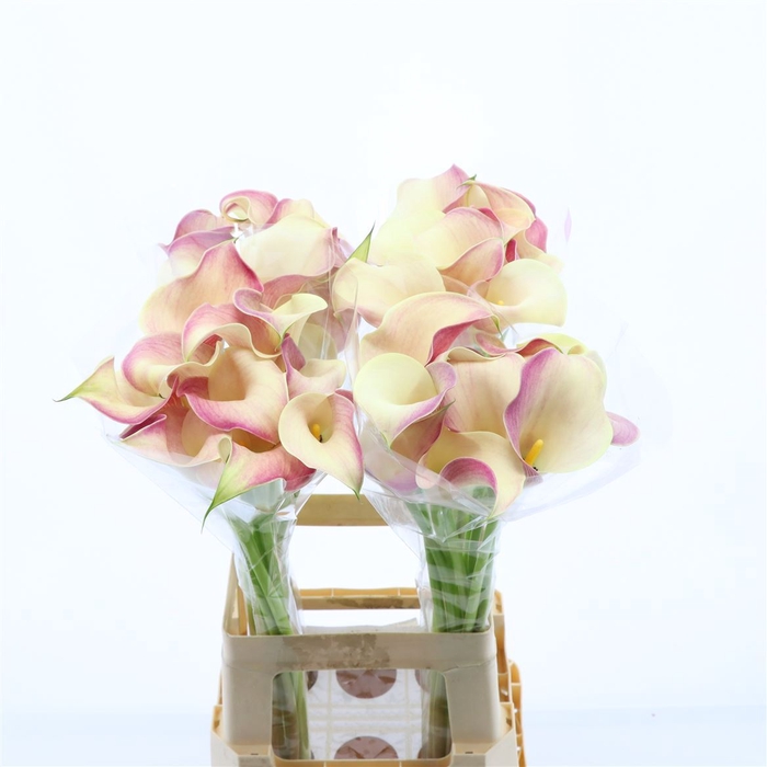 <h4>Calla Blushing Lady JH Meiland</h4>